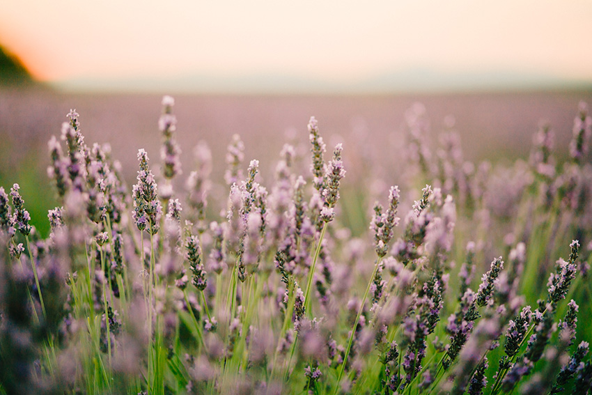 Elopement in lavender field