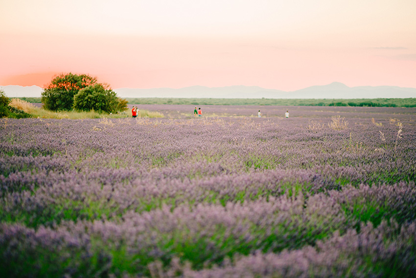 Elopement in lavender field
